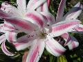 Stars and Stripes Crinum / Crinum 